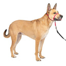 PetSafe Gentle Leader No - Pull Dog Headcollar - The Ultimate Solution to Pulling - Helps You Regain Control - Medium - Red