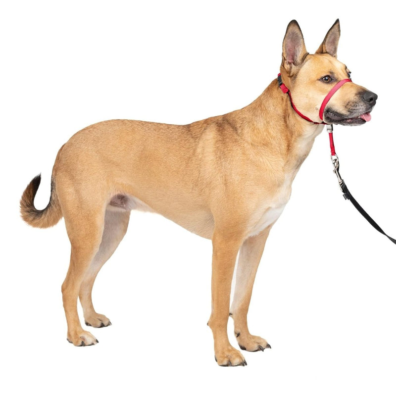 PetSafe Gentle Leader No - Pull Dog Headcollar - The Ultimate Solution to Pulling - Helps You Regain Control - Medium - Red