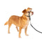 PetSafe Gentle Leader No - Pull Dog Headcollar - The Ultimate Solution to Pulling - Helps You Regain Control - Petite - Black