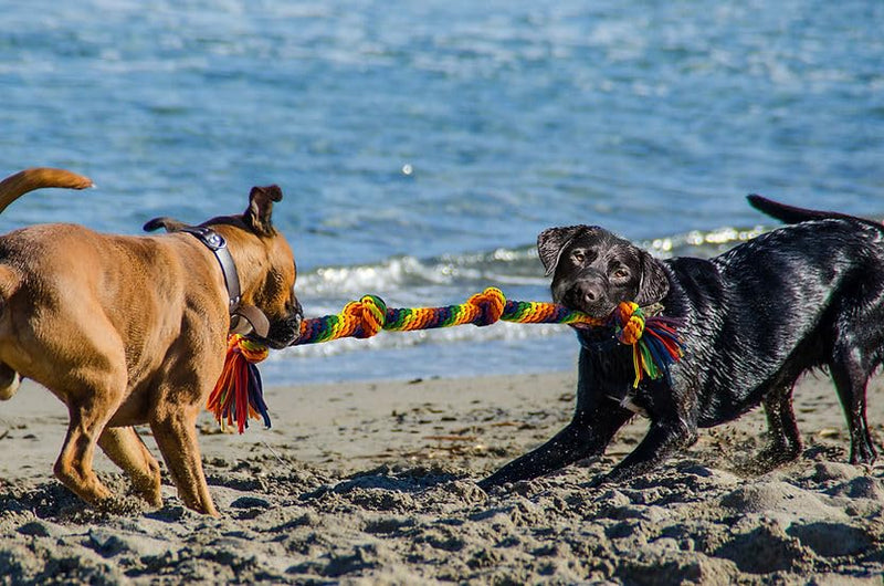 PetSport Kaleidoscope Rope X - Large Knot Tug 22" Dog Chew & Rope Toy | Perfect for Tug of War | Bright Rainbow Colors | Durable & Stretchy Jersey Material