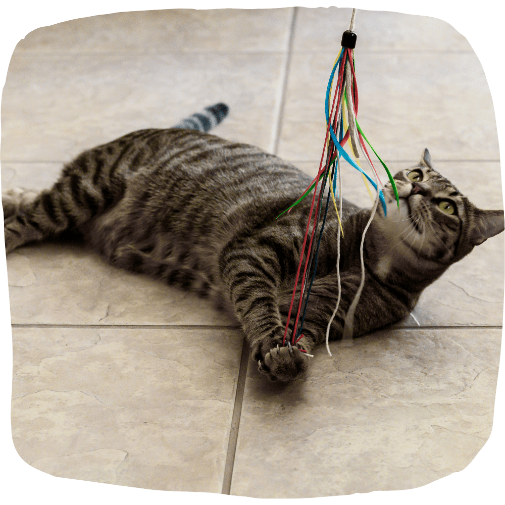 Purrfect wild hemp cat toy