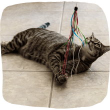 Purrfect wild hemp cat toy