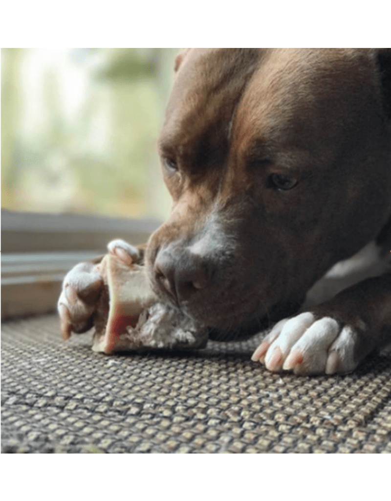 Raw beef marrow bone frozen primal foods medium