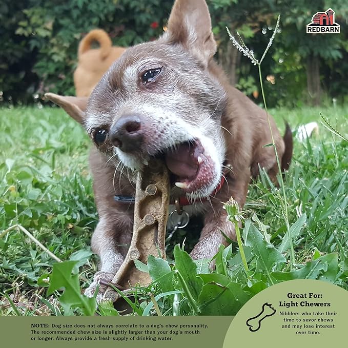 Redbarn chew a bulls brush medium dog dental treats