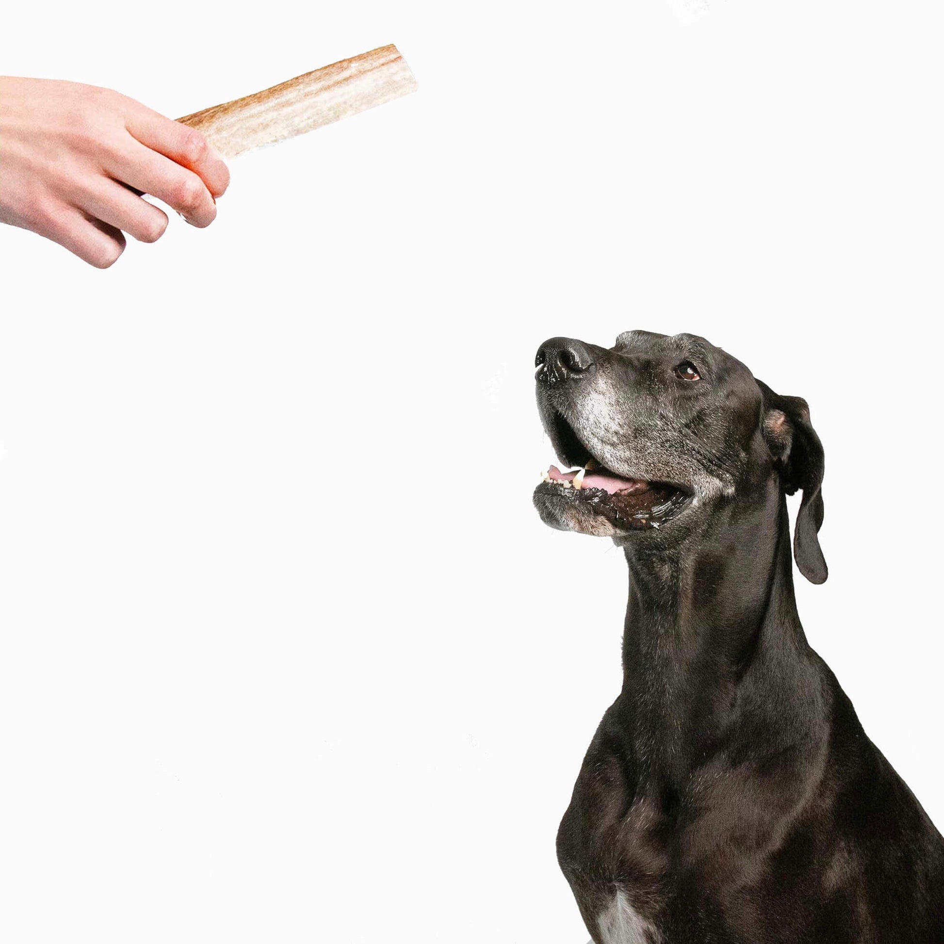 Redbarn large whole elk antler