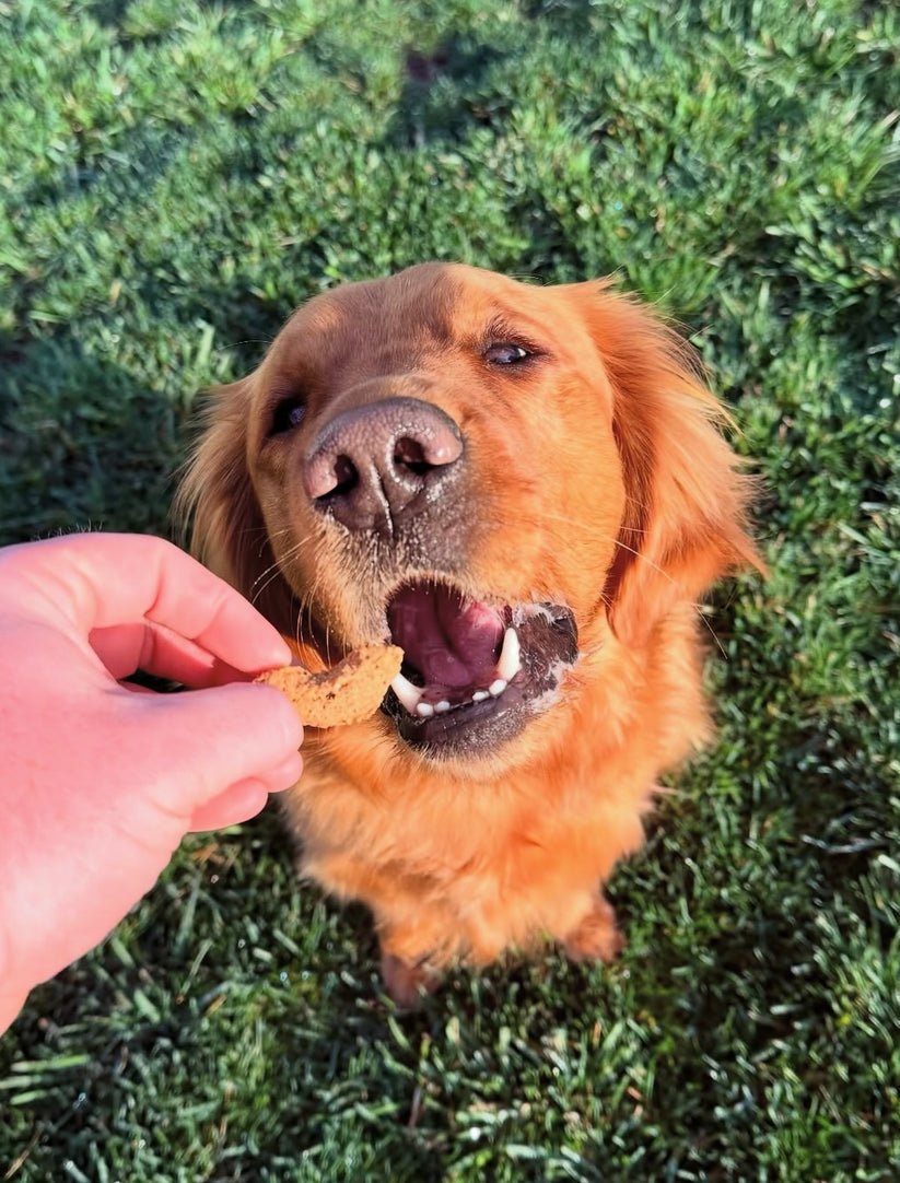 Sour dog go bananas dog treats