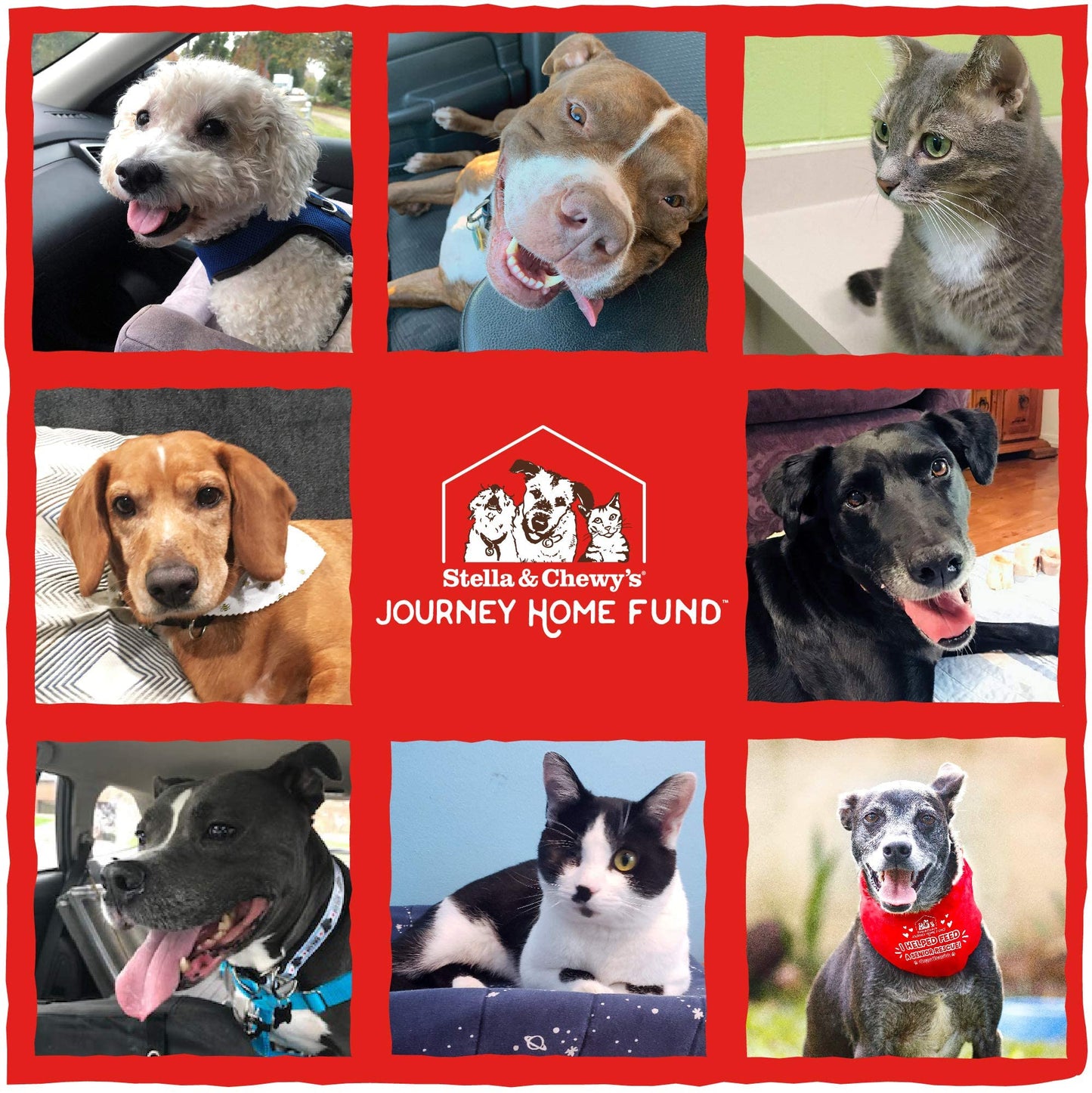 Stella & Chewy's Freeze Dried Raw Savory Salmon & Cod Meal Mixer | Dog Food Topper for Small & Large Breeds | Grain - Free & Protein - Rich | 8 oz Bag