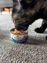 Wellness core + skin & coat health pate canned cat food 3oz salmon & sardine recipe