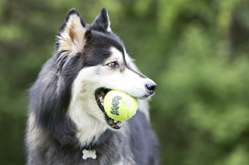 WORLDWIDE SOURCING Squeaker Tennis Balls